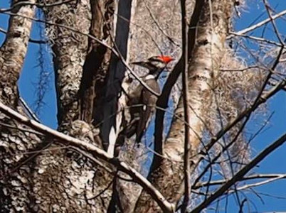 [A relatively large bird with a red crest, a black and white face and body and a long sharp beak is getting ready to peck an upper trunk of a tree in which it is perched.]